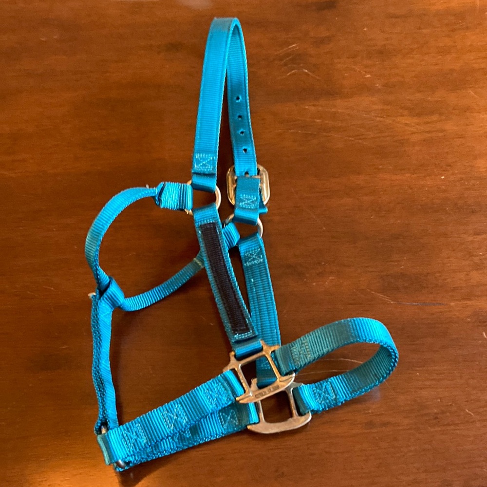 Teal nylon horse halter